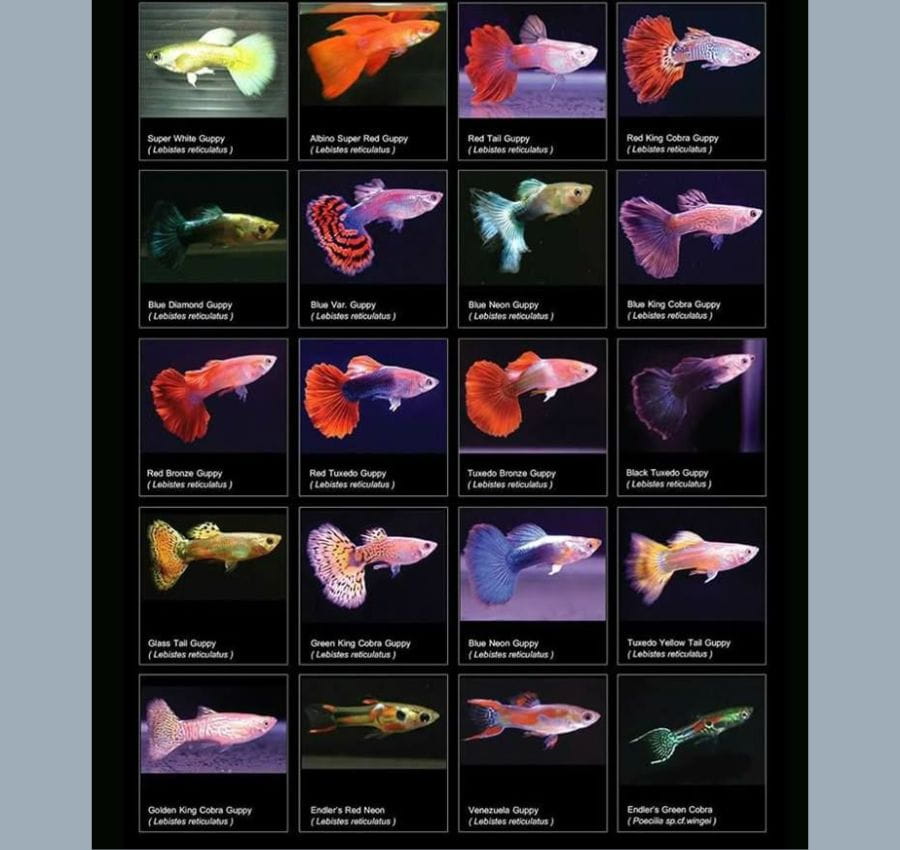 jual jenis ikan guppy