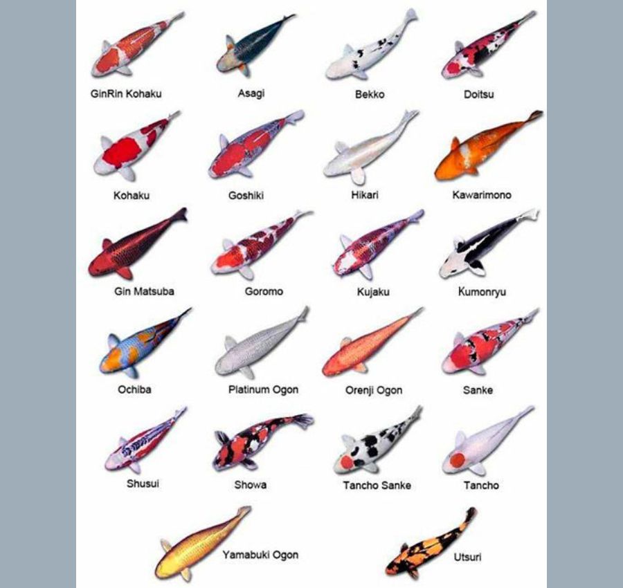 jual jenis ikan koi