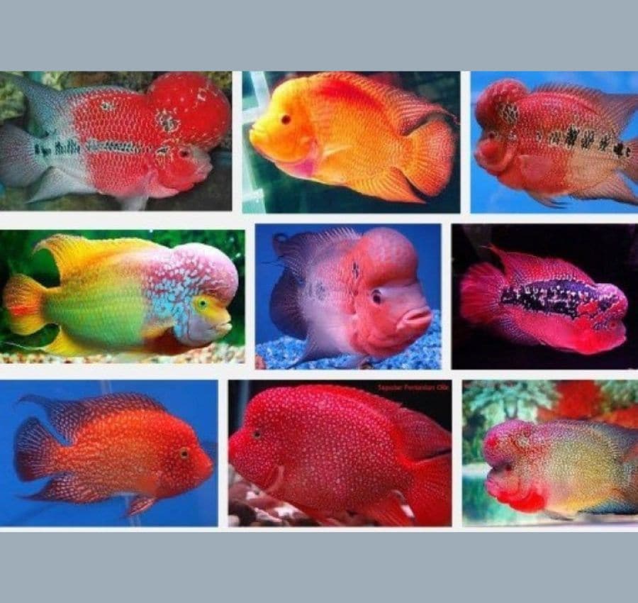jual jenis ikan louhan