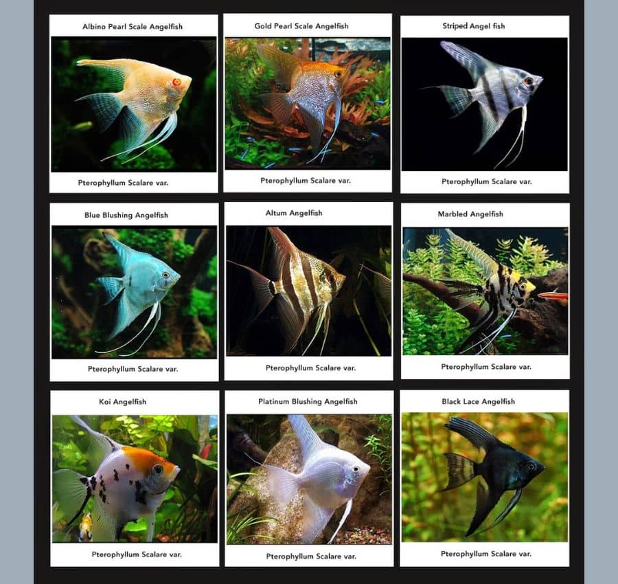 jual jenis ikan manfish
