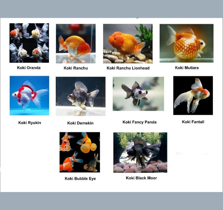 jual jenis ikan mas koki