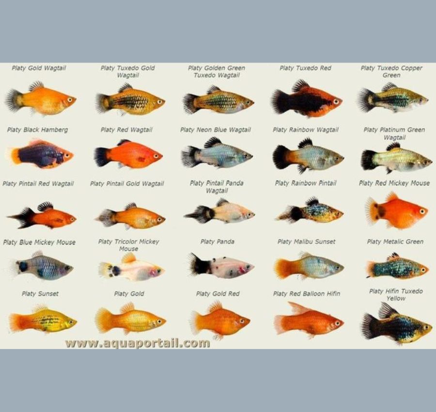 jual jenis ikan platy