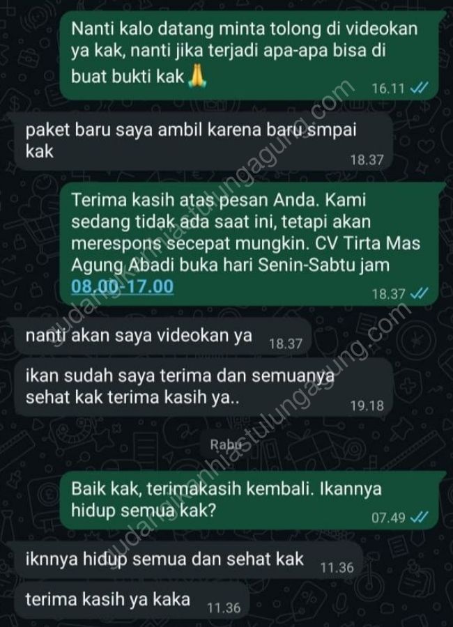 jual ikan hias tulungagung