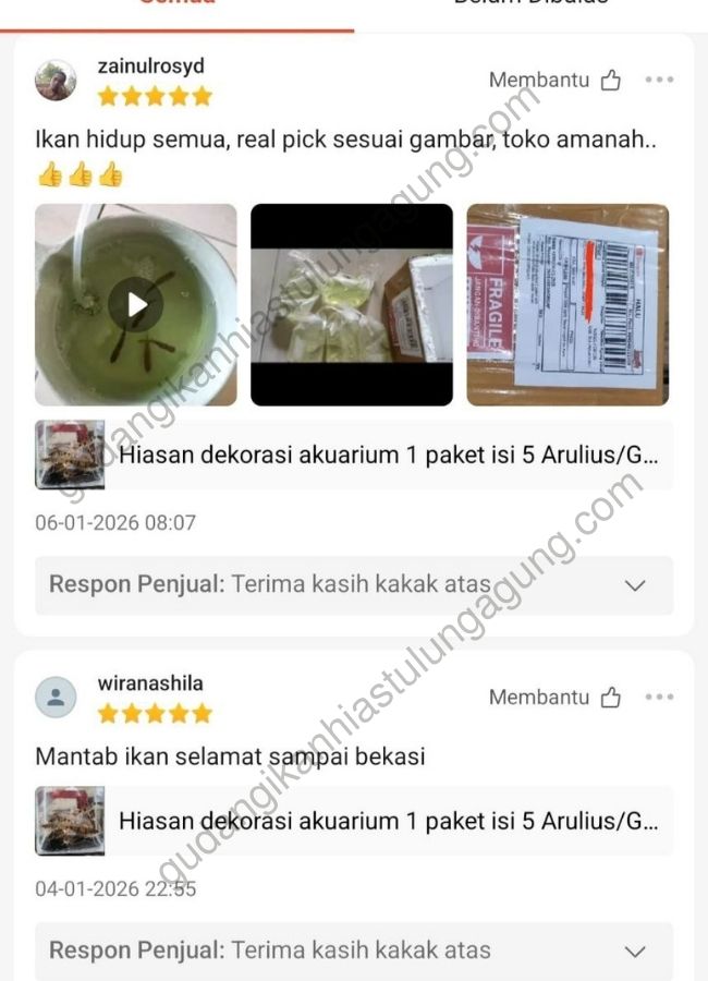 testimoni-ikan-hias10