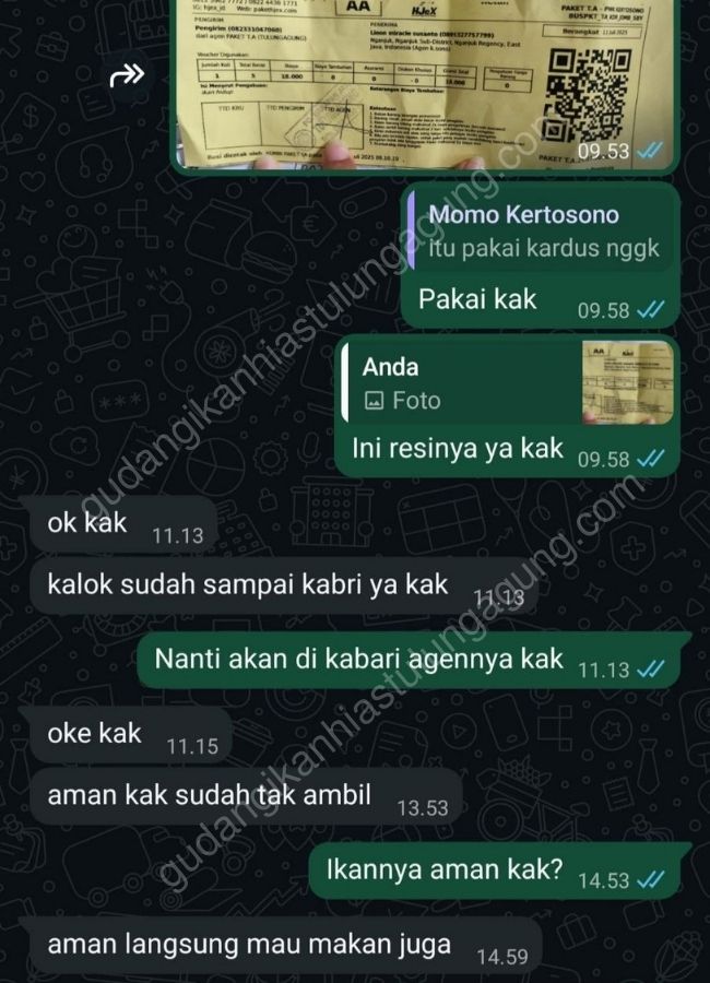 jual ikan hias tulungagung