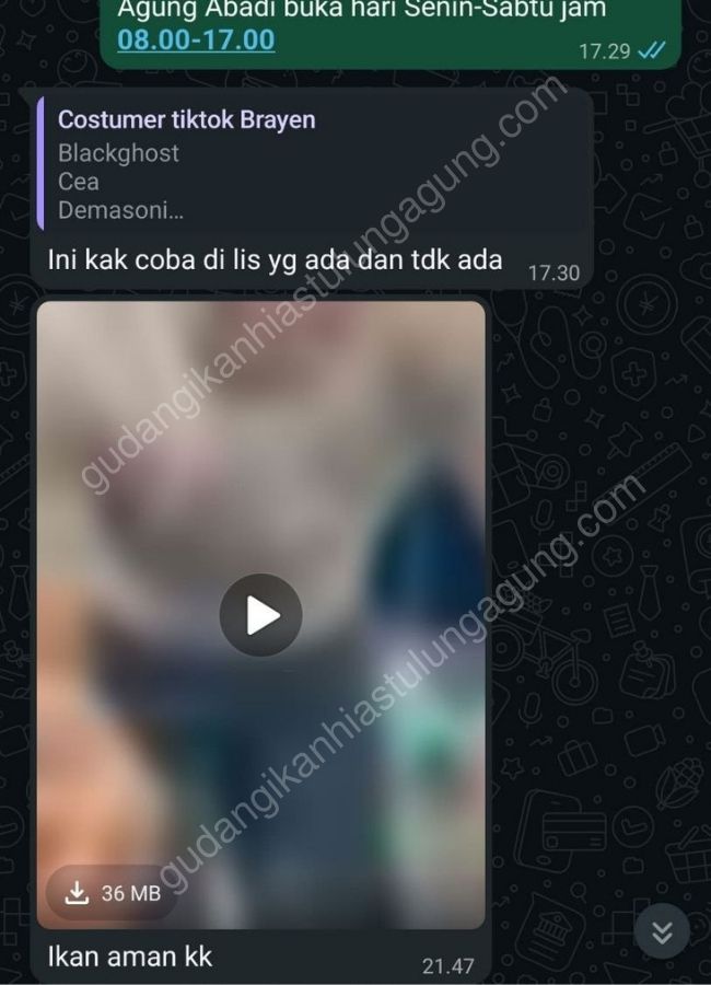 jual ikan hias tulungagung