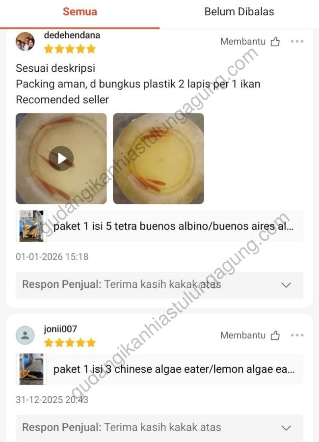jual ikan hias tulungagung