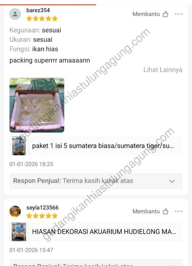 jual ikan hias tulungagung