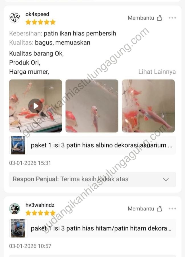 jual ikan hias tulungagung